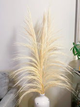 Load image into Gallery viewer, UVA Stalks 3 stems | Amazon Tall Pampas Grass
