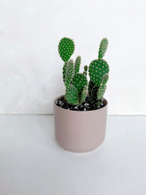 Load image into Gallery viewer, Bunny Ear Cactus in Pink Ceramic Pot
