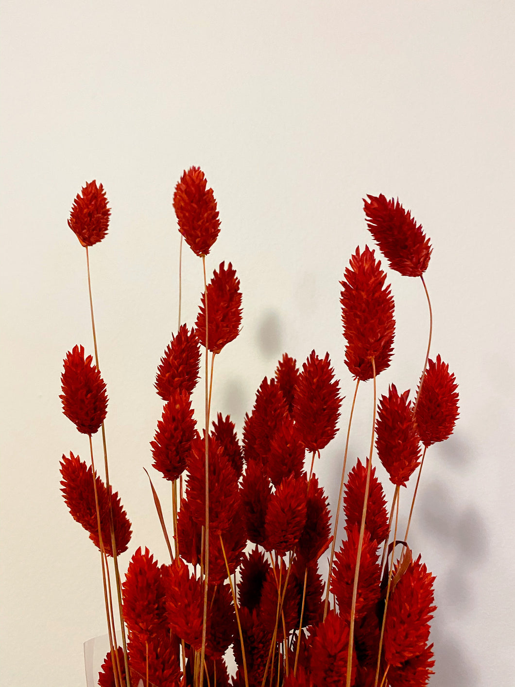 Dried Phalaris - Red