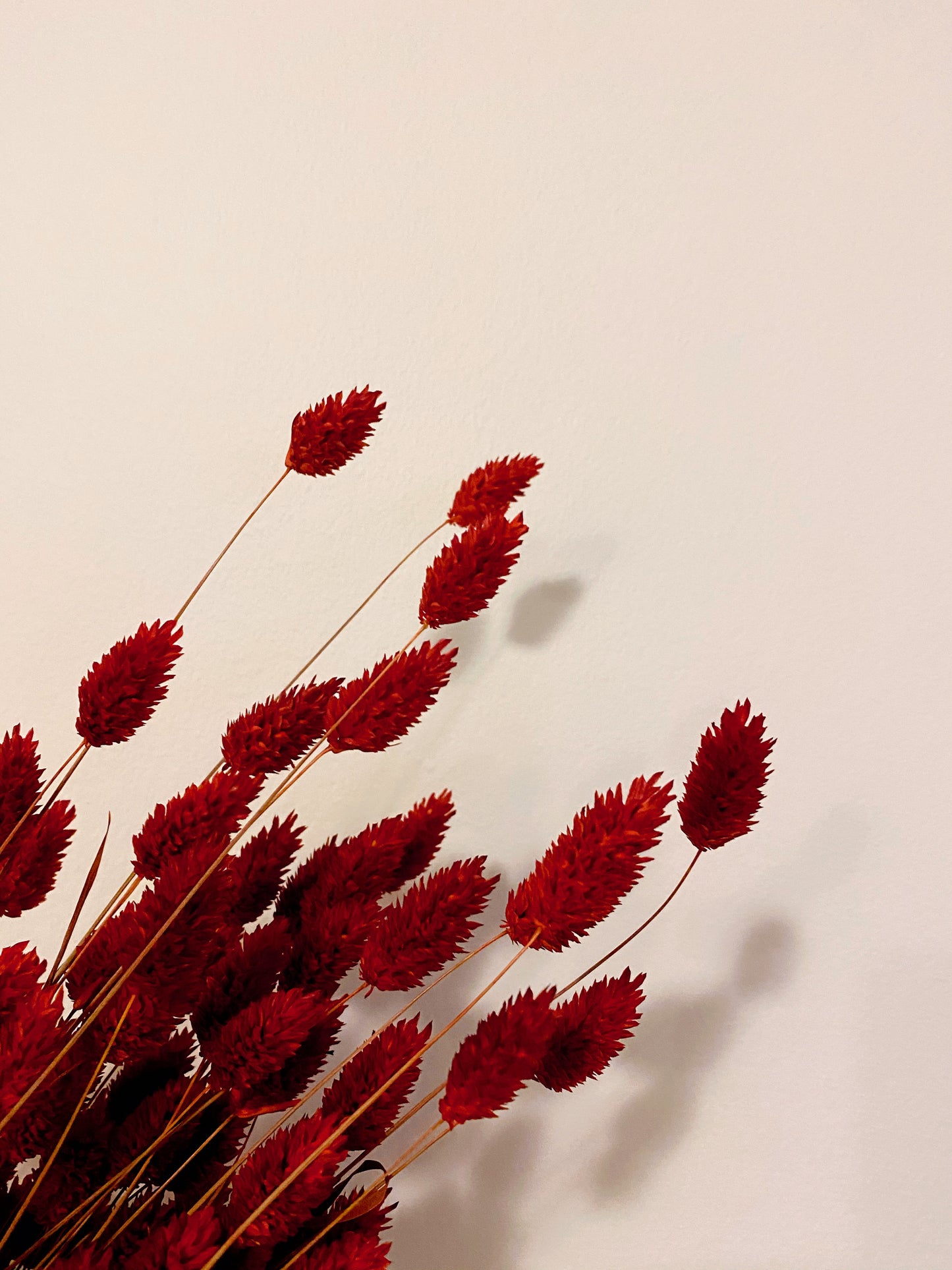 Dried Phalaris - Red