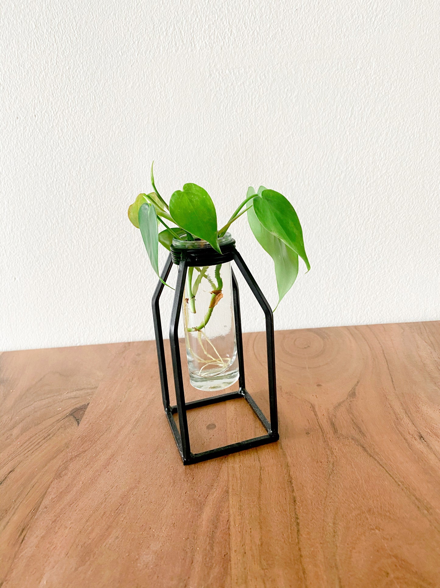 Propagation Vase - Glass Tube Bud Vase