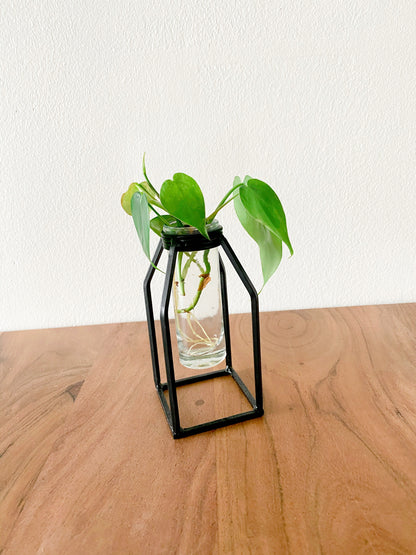 Propagation Vase - Glass Tube Bud Vase