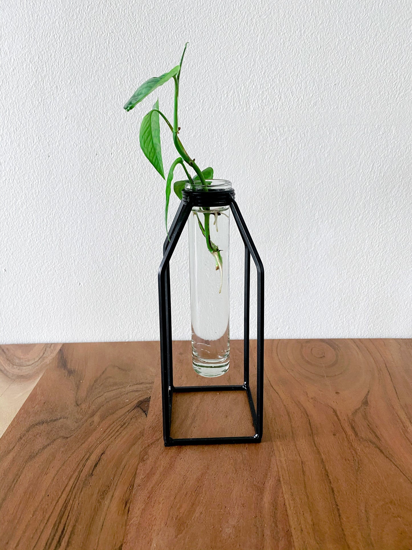 Propagation Vase - Glass Tube Bud Vase