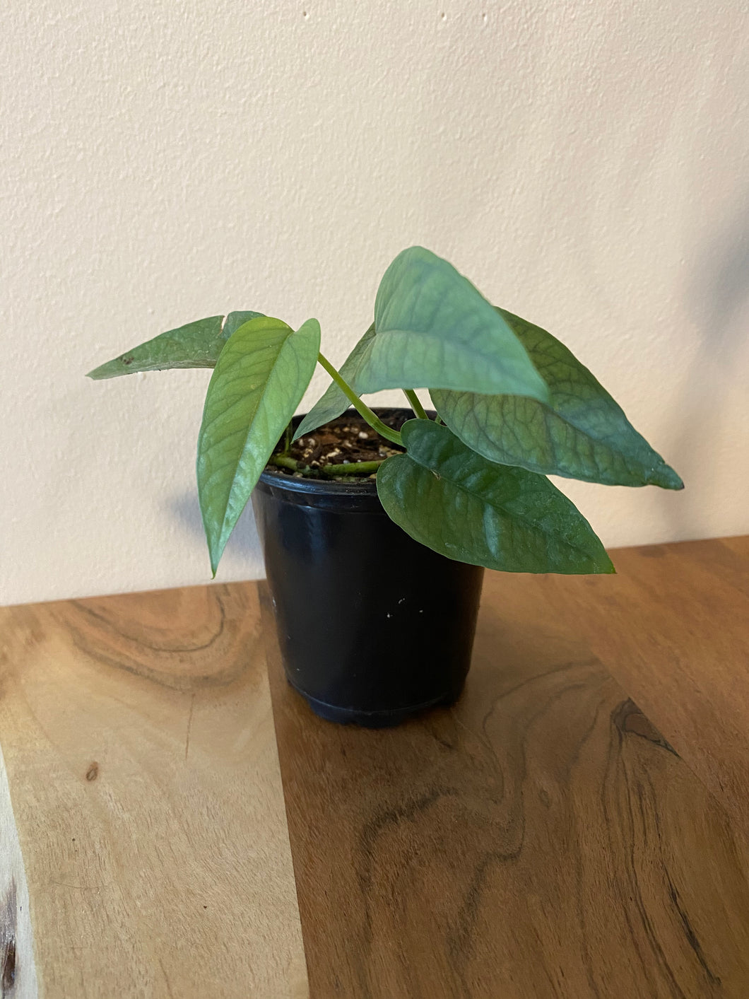 Pothos Cebu Blue