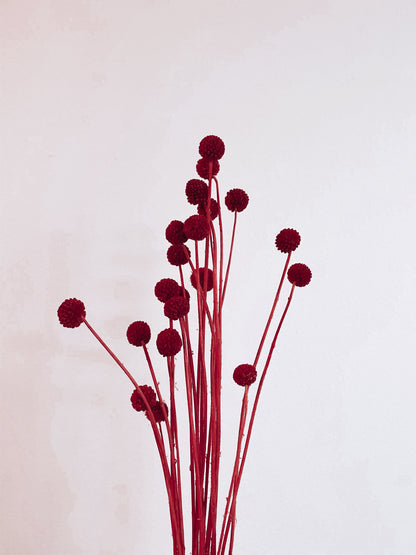 Preserved Billy Buttons | Craspedia