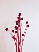 Load image into Gallery viewer, Preserved Billy Buttons | Craspedia
