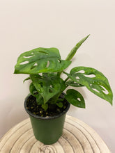 Load image into Gallery viewer, Monstera Adansonii | Swiss Cheese Plant
