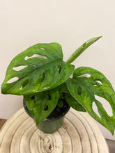 Load image into Gallery viewer, Monstera Adansonii | Swiss Cheese Plant
