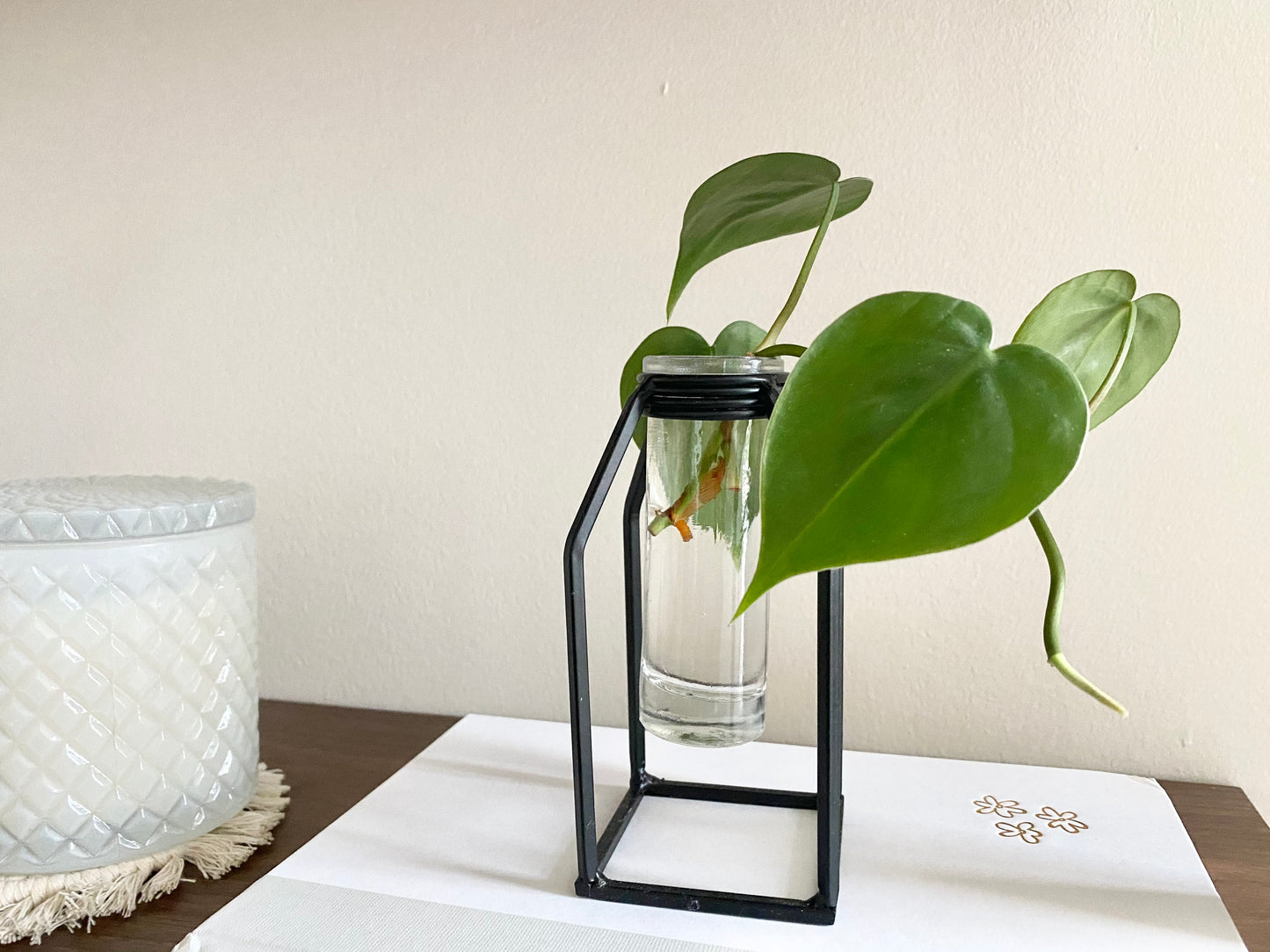 Propagation Vase - Glass Tube Bud Vase