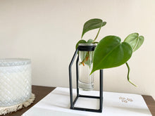 Load image into Gallery viewer, Propagation Vase - Glass Tube Bud Vase
