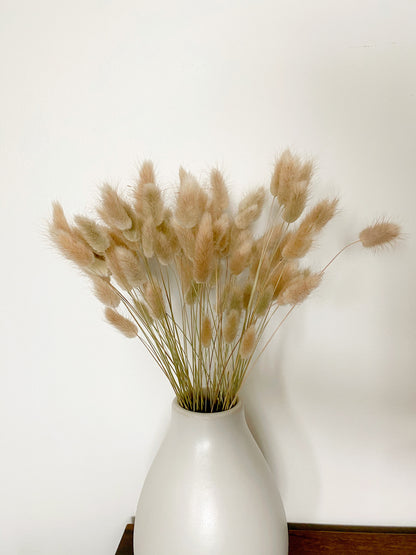 Dried Bunny Tails | Dried Lagurus