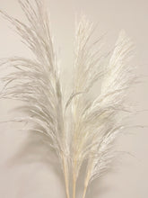 Load image into Gallery viewer, White Pampas Grass (Italy) 5 Stem Bundle
