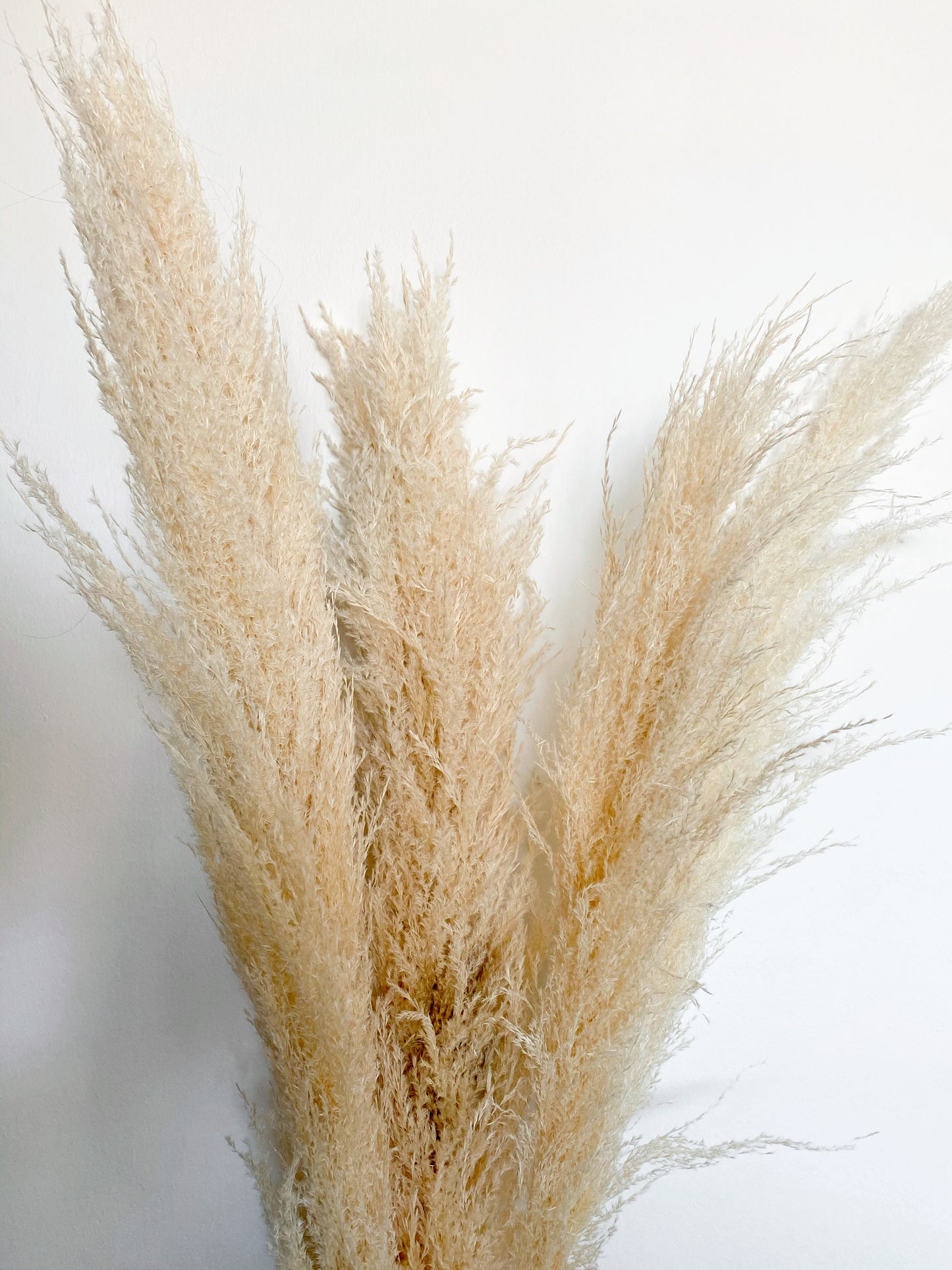 Amazon Pampas Grass (3 or 6 Stem Bundles)