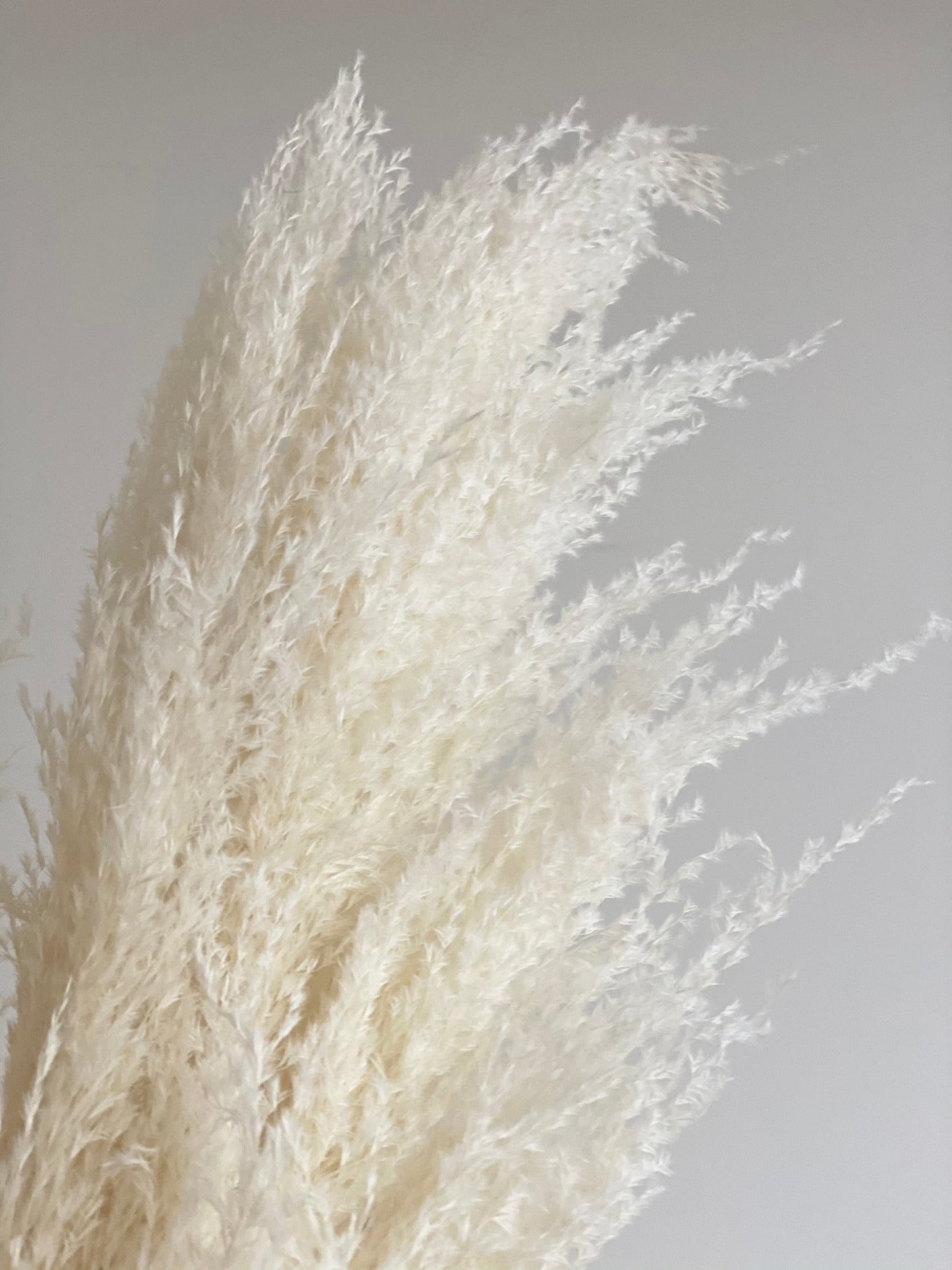 Amazon Pampas Grass (3 or 6 Stem Bundles)