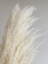 Load image into Gallery viewer, Amazon Pampas Grass (3 or 6 Stem Bundles)

