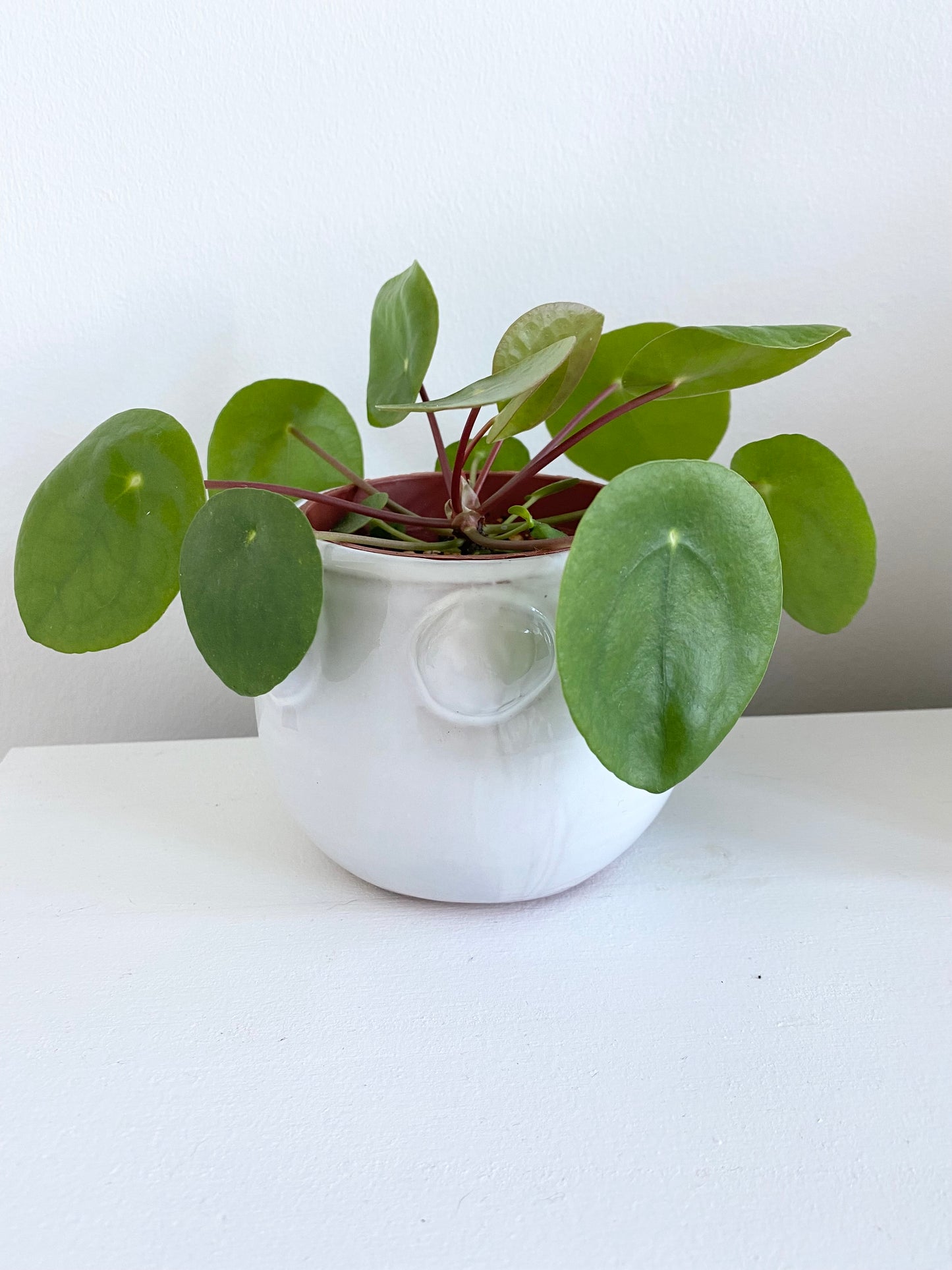 Pilea Peperomioides