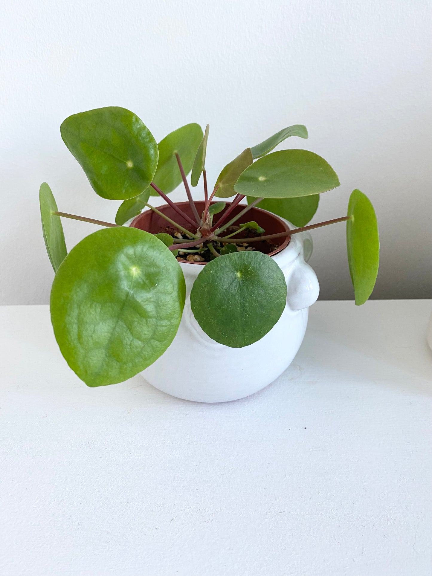 Pilea Peperomioides