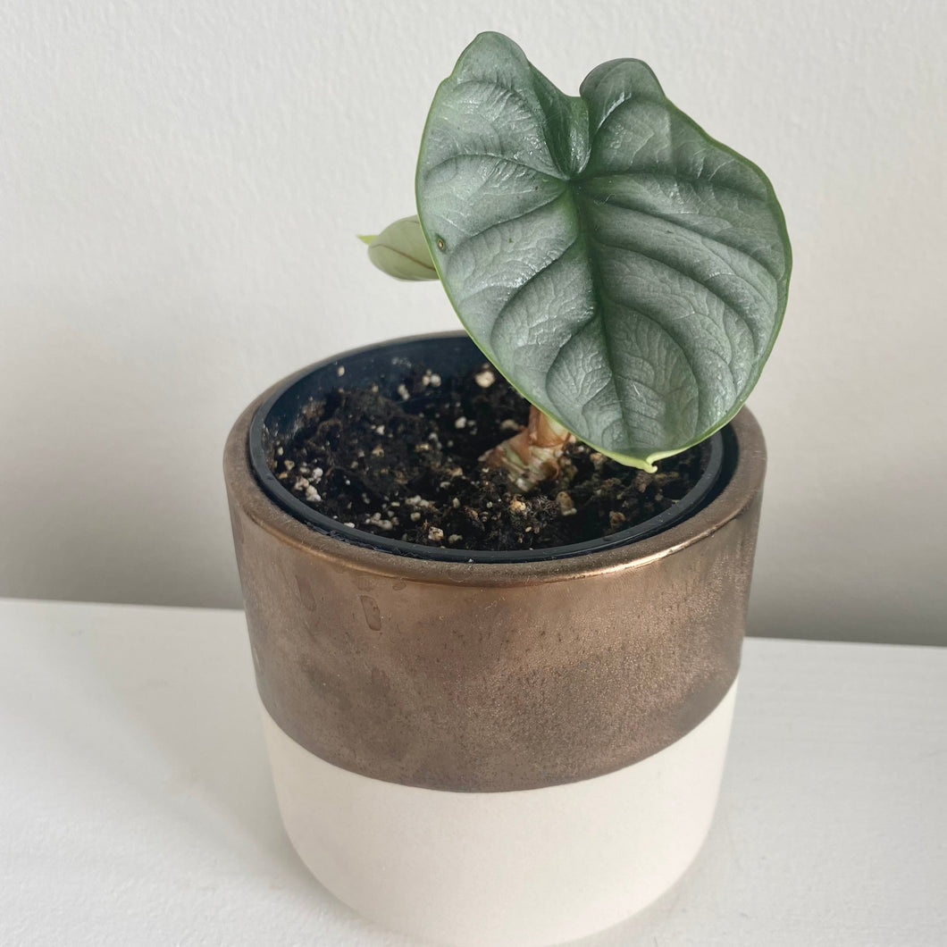 Alocasia Silver Dragon (Rare Plant)
