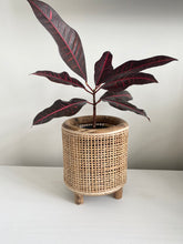 Load image into Gallery viewer, Orsen Candleholder &amp; Planter
