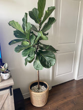 Load image into Gallery viewer, Ficus Lyrata Standard | Fiddle Leaf Fig Tree
