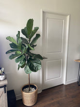 Load image into Gallery viewer, Ficus Lyrata Standard | Fiddle Leaf Fig Tree
