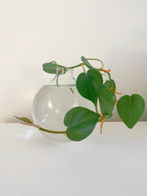 Load image into Gallery viewer, Round Glass Bud Vase

