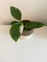 Load image into Gallery viewer, Philodendron White Wizard
