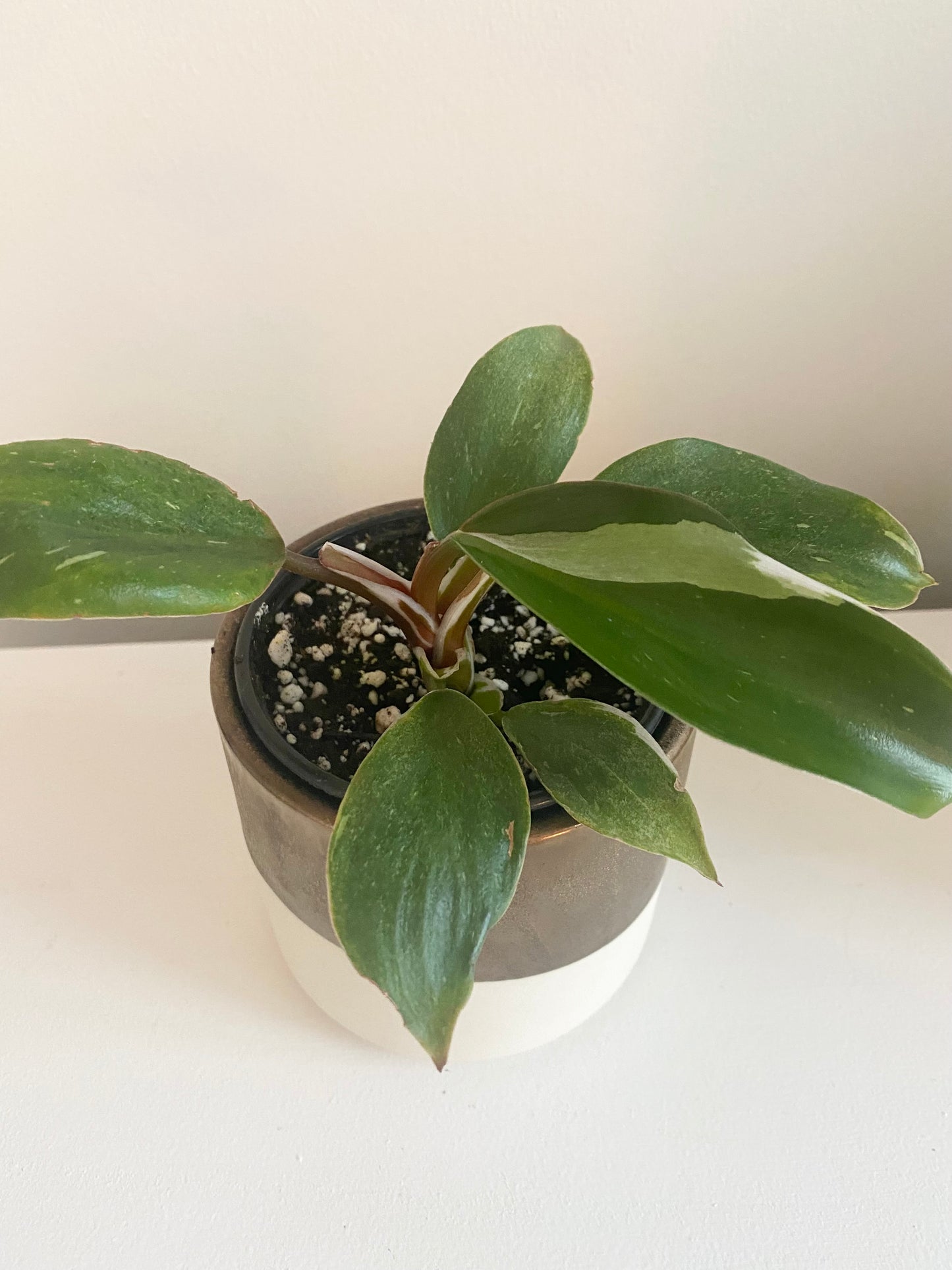 Philodendron White Knight