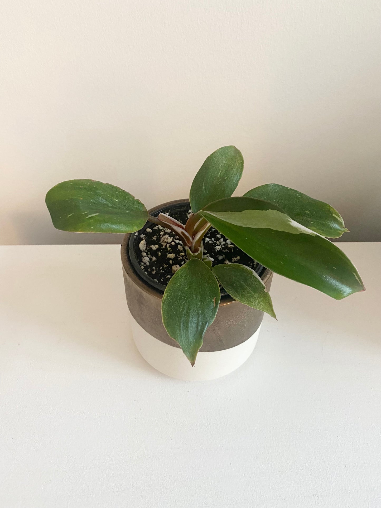 Philodendron White Knight