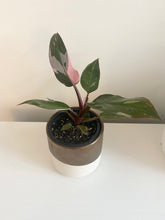 Load image into Gallery viewer, Philodendron Pink Princess
