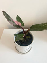 Load image into Gallery viewer, Philodendron Pink Princess
