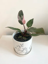 Load image into Gallery viewer, Philodendron Pink Princess
