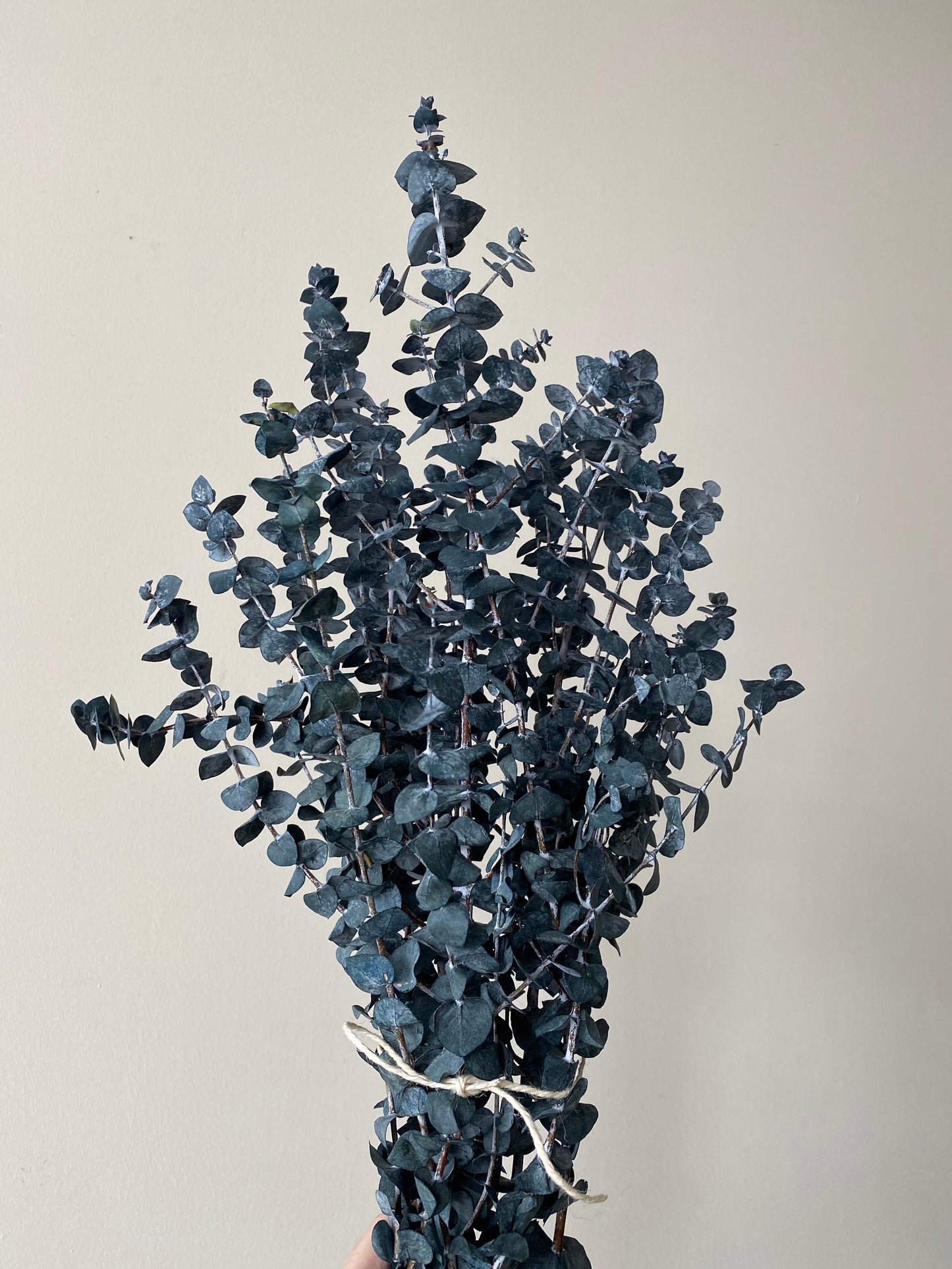 Preserved Eucalyptus