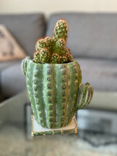 Load image into Gallery viewer, Cactus Cement Planter
