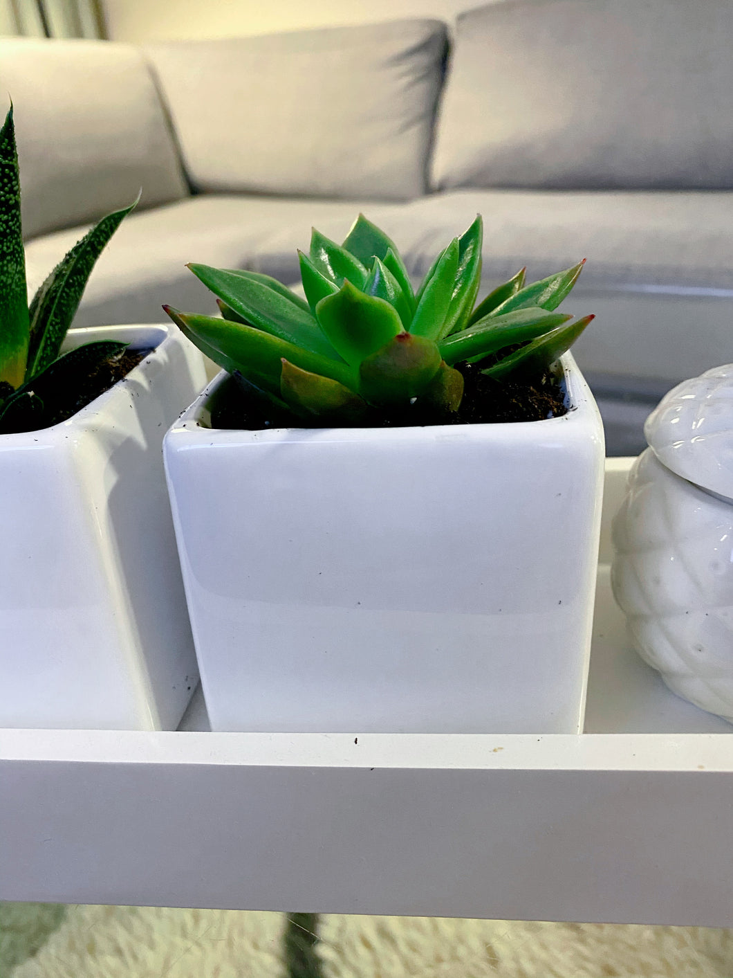 Ceramic Cube Planter with Succulent