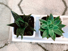 Load image into Gallery viewer, Ceramic Cube Planter with Succulent
