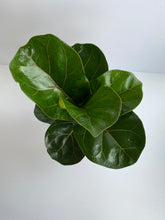 Load image into Gallery viewer, Ficus Lyrata: Fiddle Leaf Fig Column
