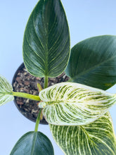 Load image into Gallery viewer, Philodendron &quot;Birkin&quot;
