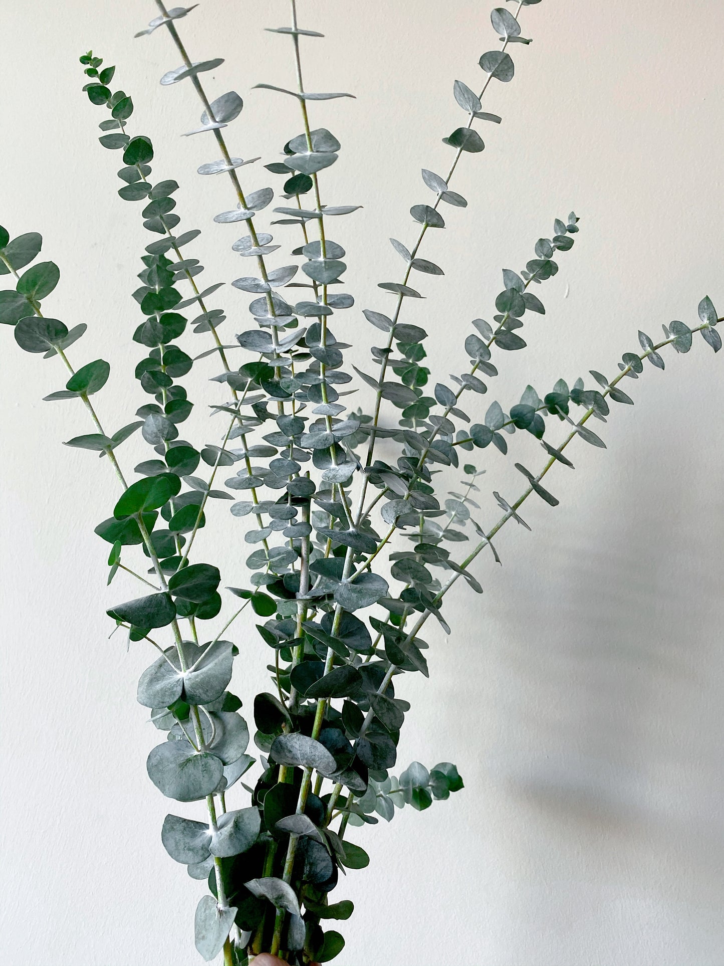 Fresh Eucalyptus