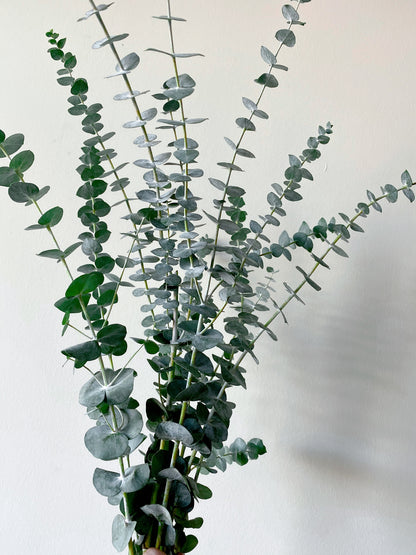 Fresh Eucalyptus