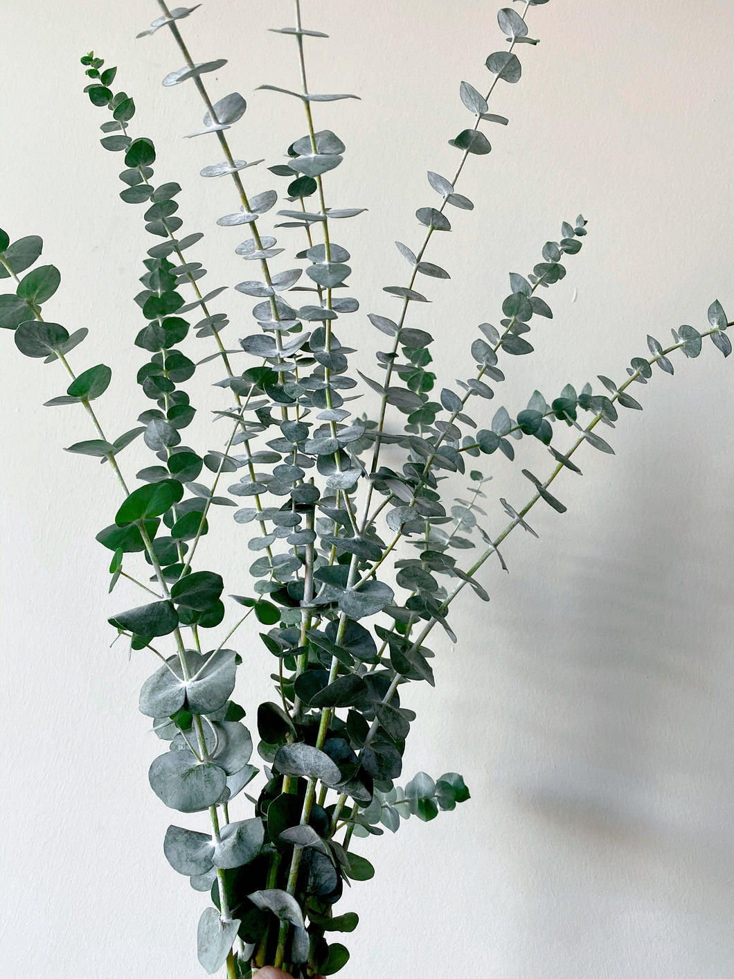 Fresh Eucalyptus