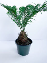 Load image into Gallery viewer, Sago Palm

