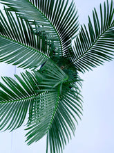Load image into Gallery viewer, Sago Palm
