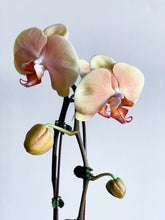 Load image into Gallery viewer, Large Orchid Phalaenopsis
