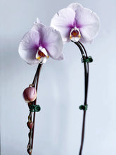 Load image into Gallery viewer, Large Orchid Phalaenopsis
