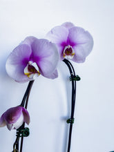 Load image into Gallery viewer, Large Orchid Phalaenopsis
