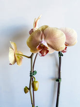Load image into Gallery viewer, Large Orchid Phalaenopsis
