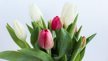 Load image into Gallery viewer, Fresh Tulips
