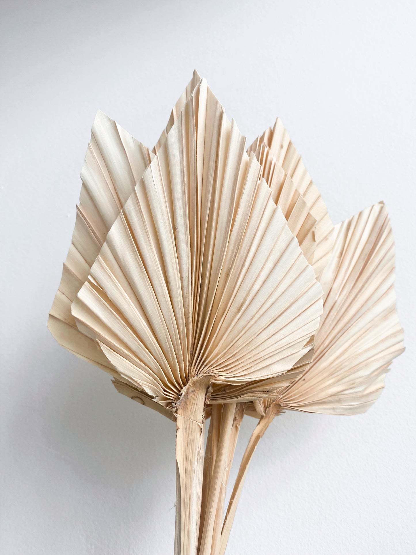 Small Dried Palm Spears