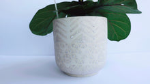 Load image into Gallery viewer, Ficus Lyrata: Fiddle Leaf Fig Column

